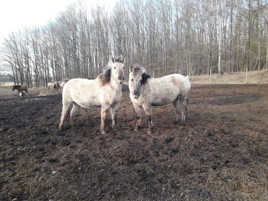 Konik Polski klaczki ogierki