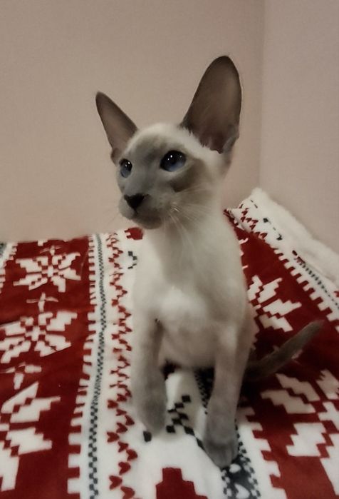 Орієнтальний   котик  блю поинт