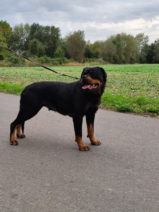 Rottweiler szczeniak