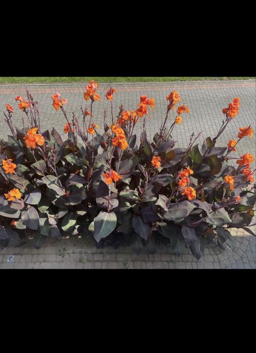 Klacza kanny Red Beauty cena za szt