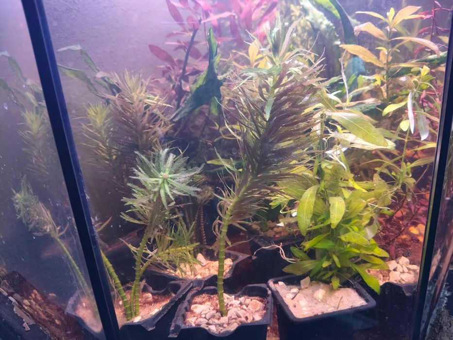 Plantas  aquário