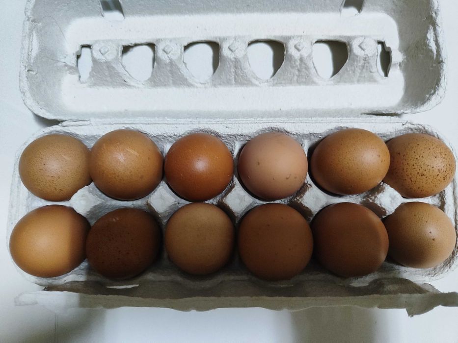 Vendem-se ovos caseiros