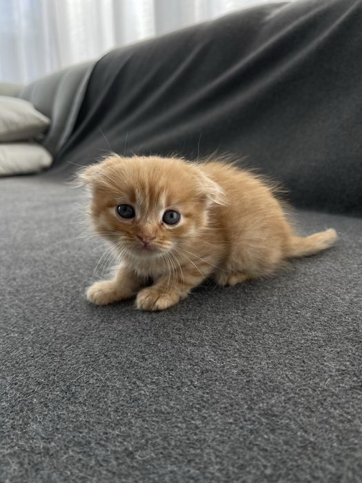 Кошеня хлопчик весловухий