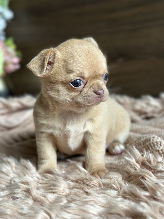 CHIHUAHUA dziewczynka mini :)