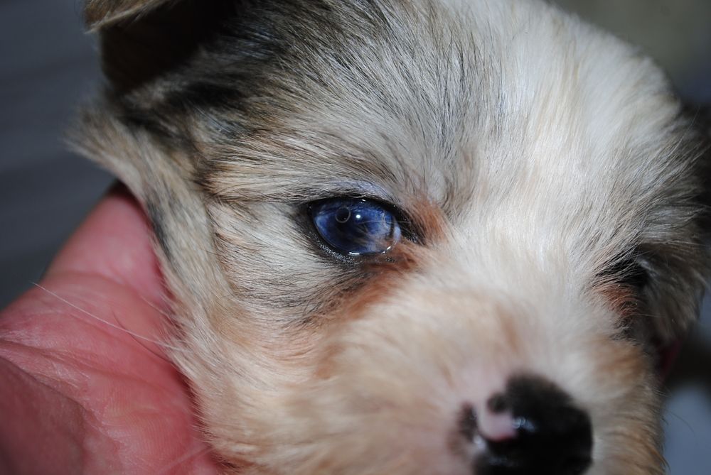 Блубері хлопці з голубим оком