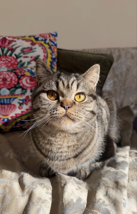 Шукаємо котика для вязки