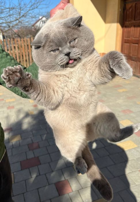 В'язка     котів