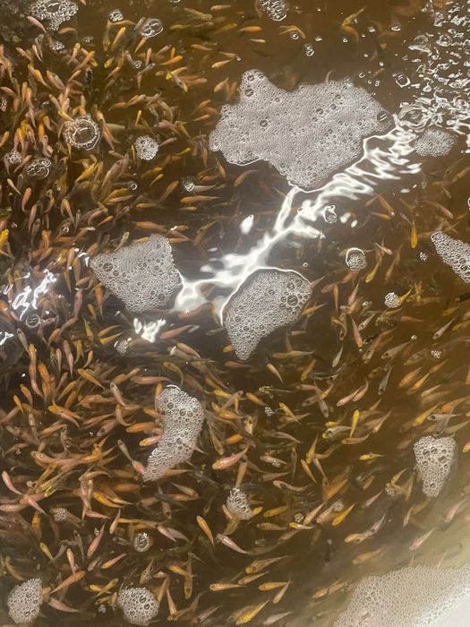 Karp koi kolorowy narybek wiosenny, wylęg, lipcówka