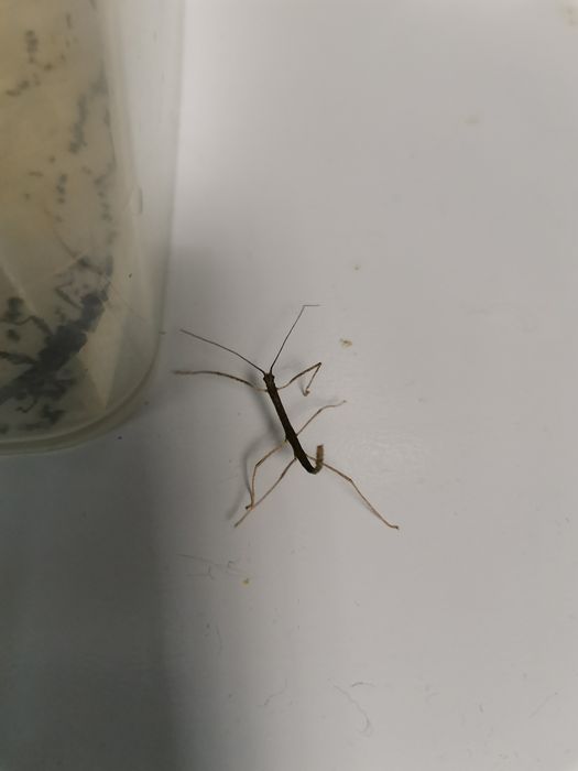 Палочник краснокрылый