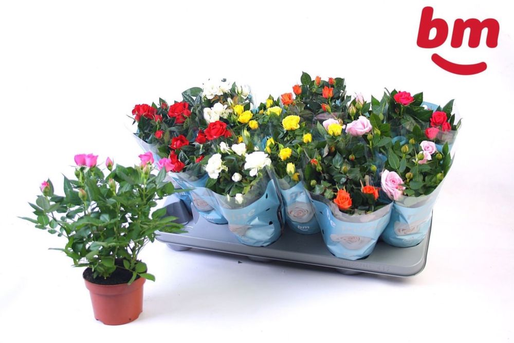 Скімія.Хризантема.Мускарі.Крокуси.Гіпеаструм.