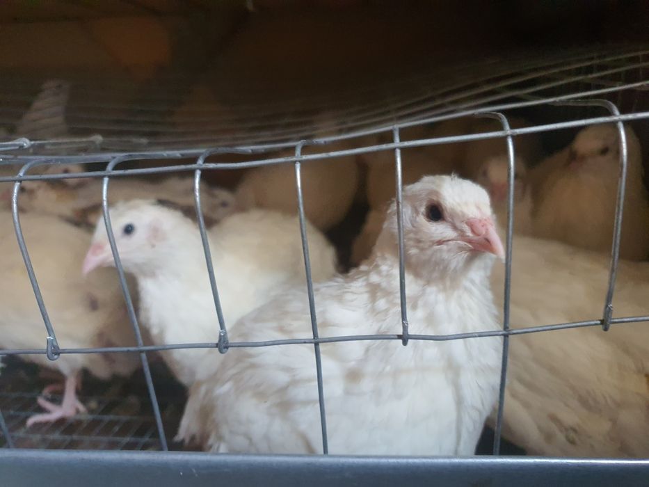 Перепілка м'ясо несучка