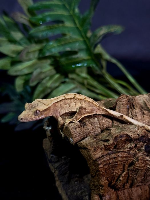 Gekon Orzęsiony po samcu Lilly White