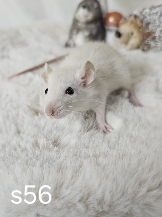 Szczur szczury szczurki