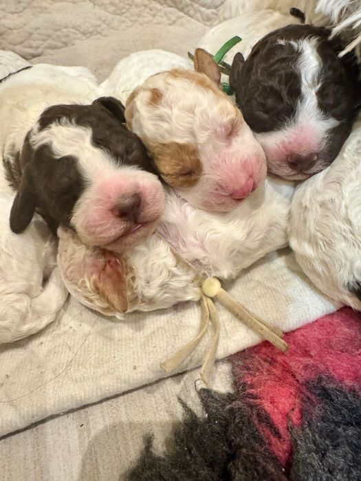 Lagotto Romagnolo łaciata suczka!