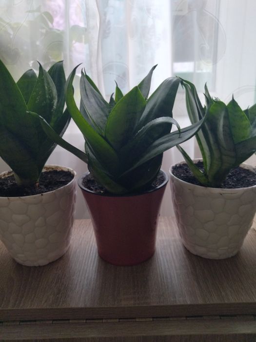 Комнатное растение