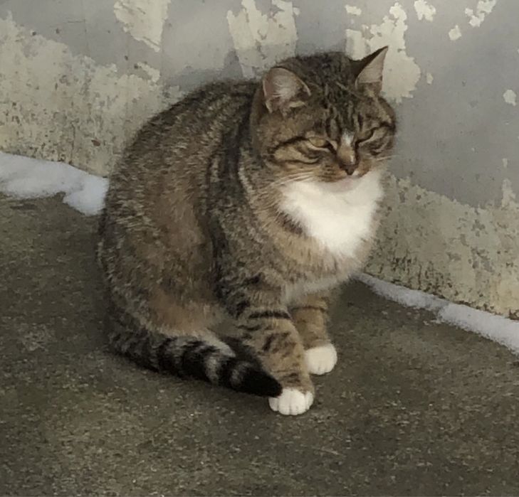 Котики в добоі руки