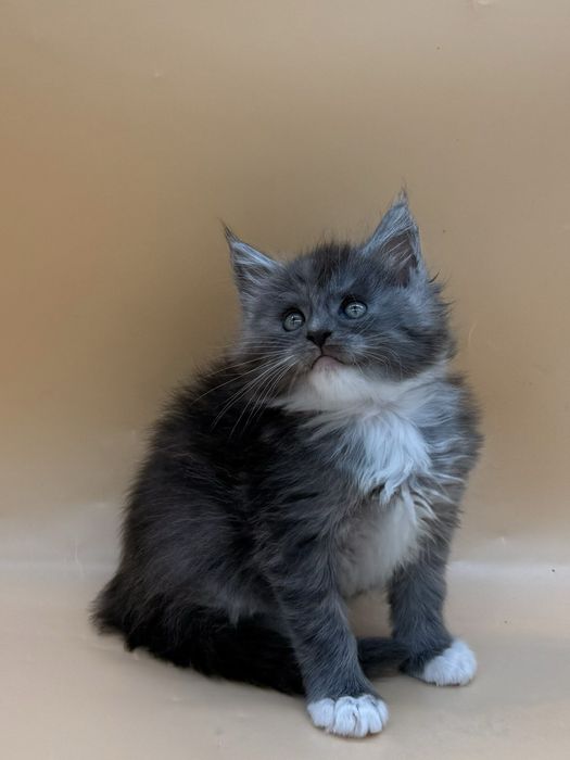 Мейн  кун котенок девочка