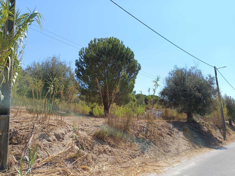 Terreno Urbanizável Ponte de Sor