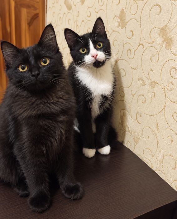 Котики в ДОБРІ руки