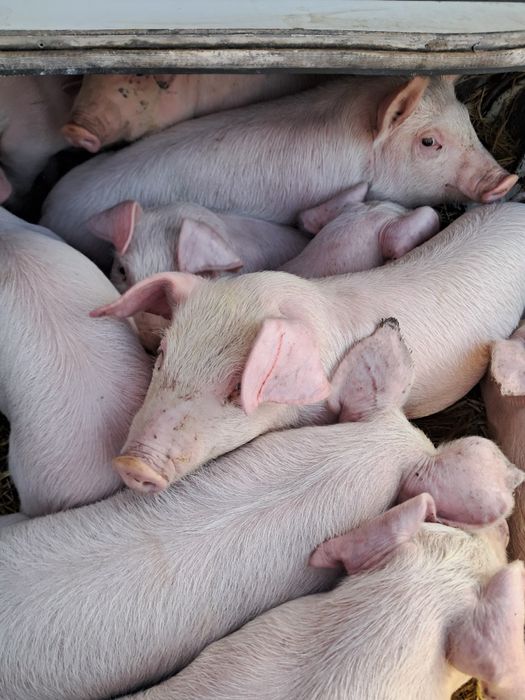 Поросята домашні.