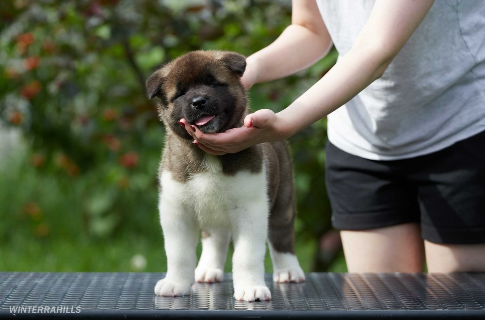 Найкращі цуценята Американської Акіти