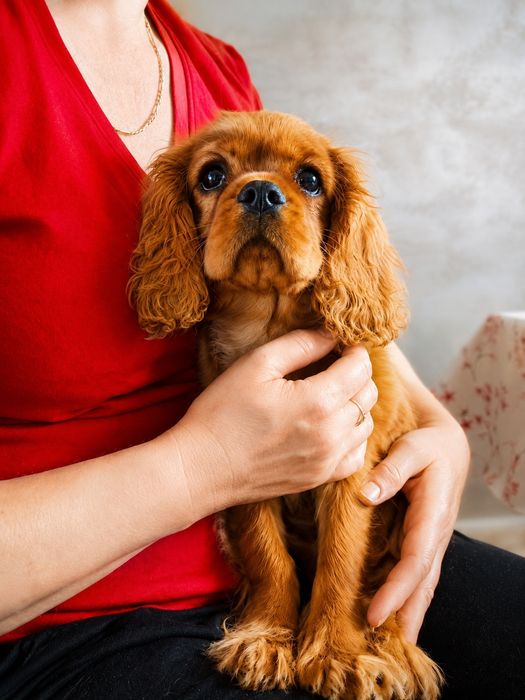 Cavalier King Charles Spaniel