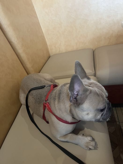 Вязка французкий бульдог