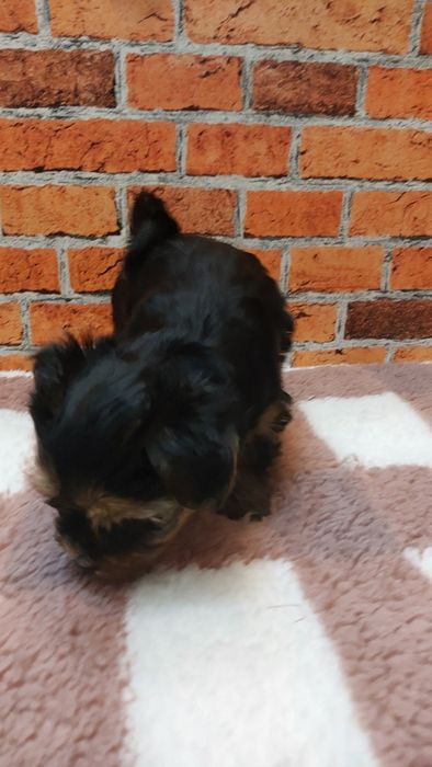 Chlopak yorkshire terrier