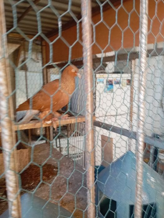 **Wyszfance żółty samiec**