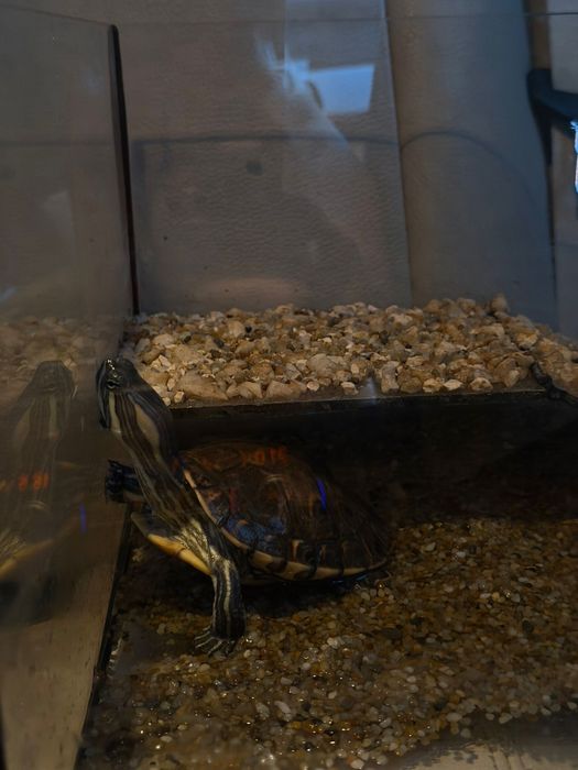 żółw z terrarium