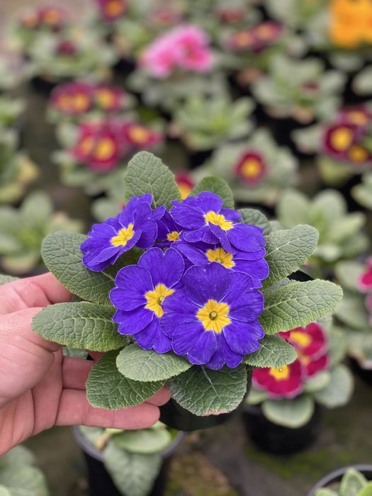 Продам примала оптом