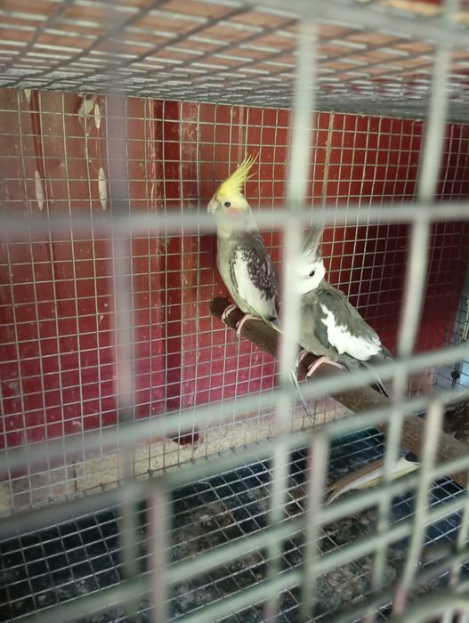 Vendo varias aves
