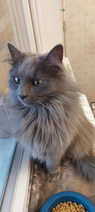 Отдам серую пушистую кошку породы нибелунг, стерилизована, 1 год