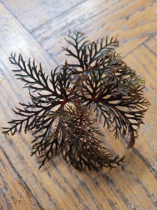 Begonia bipinnatifida