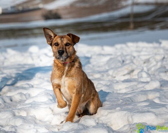 Nieśmiały piesek SAJMON szuka miłego domku!