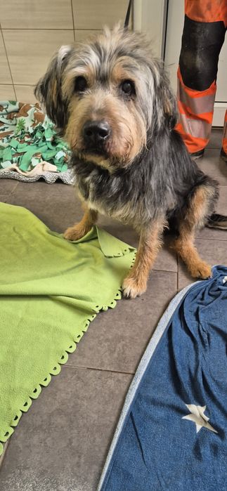 Piesek około.7 lat
Siedem lat7. 7