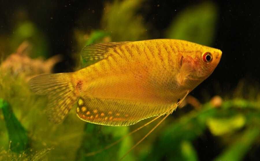 Лабіринтові рибки