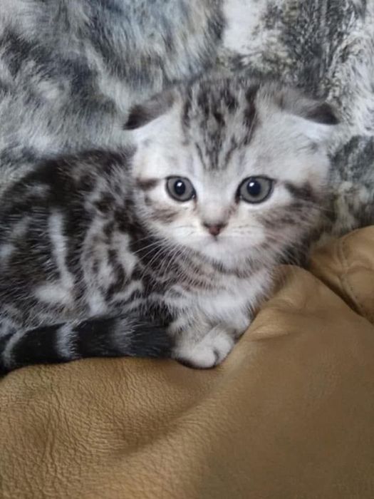 Dziewczynka marmurowa zwisłoucha