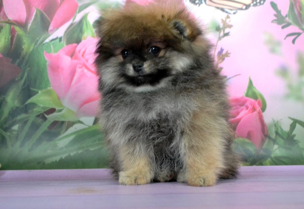 Продам дівчинку померанського шпіца