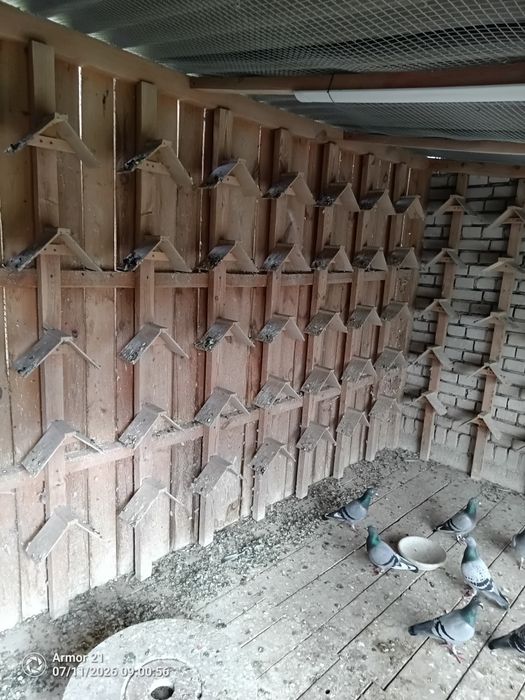 Gołębnik 7.5m x 2m