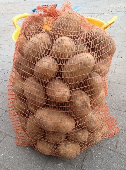 Ziemniaki jadalne Lilly