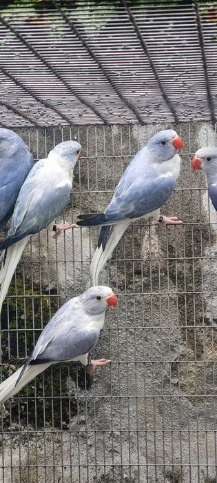 Ring necks de 2024 e 2025 várias mutações