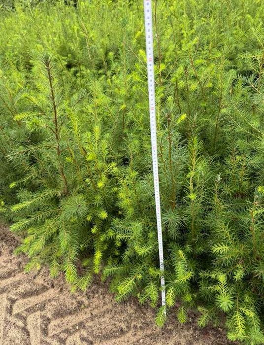 Daglezja zielona DUŻE sadzonki żywopłot