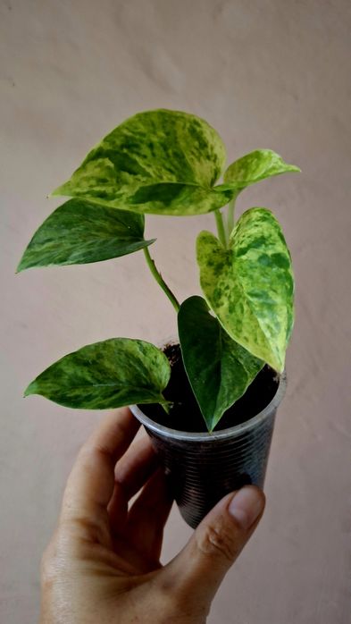 Сциндапсус Пиктус Треби