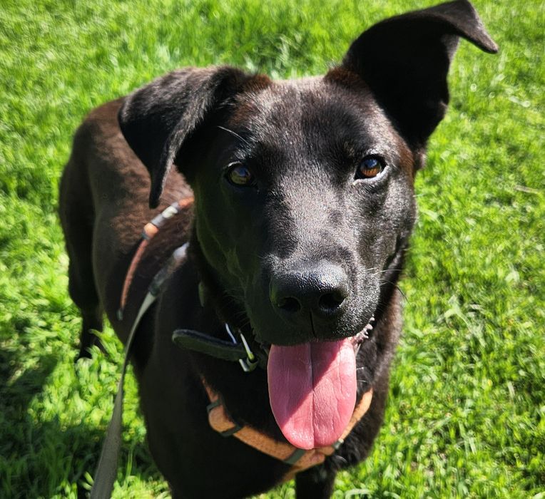 Метис лабрадора 10месяцев, девочка