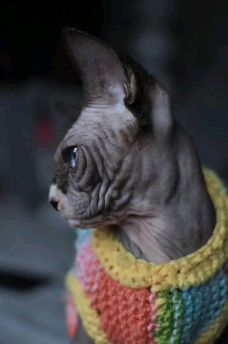 Sfinks heterochromia