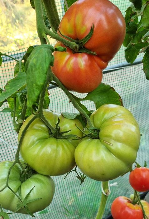 pomidor Wheel Feris nasiona kolekcjonerskie