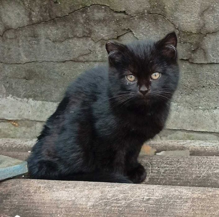 Котенята в добрі руки