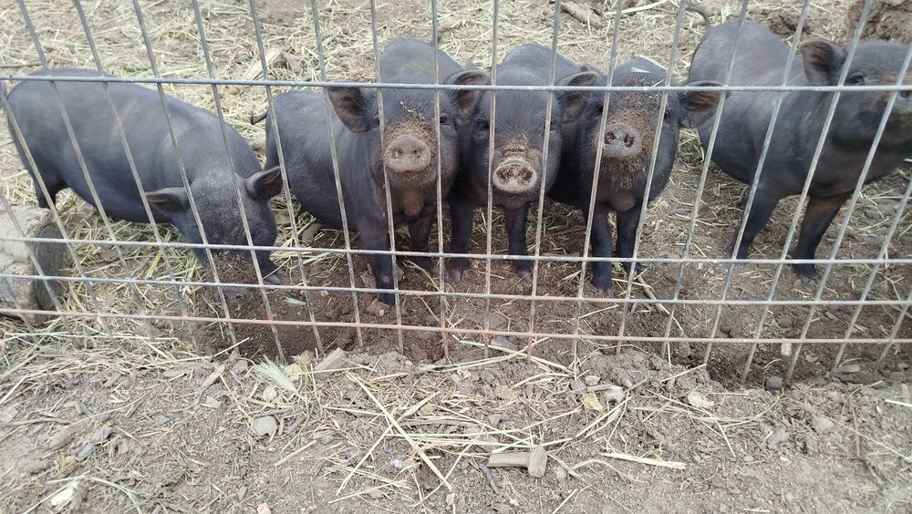 Porcas vietnamitas bem gordinhas