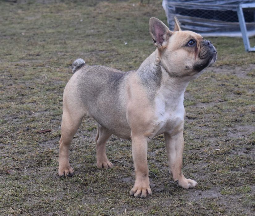 Buldog francuski szczenię - suczka